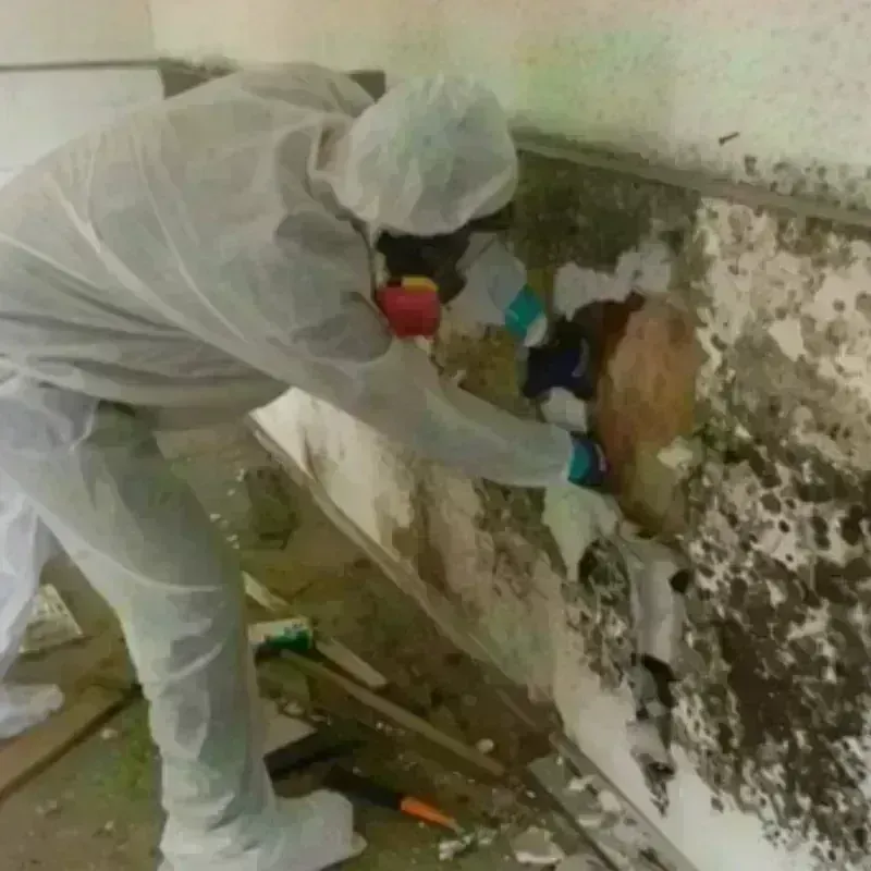 Mold Remediation and Removal in Silver Lakes, CA